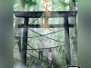 hotarubi-no-mori-e