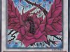 drago_rosa_nera